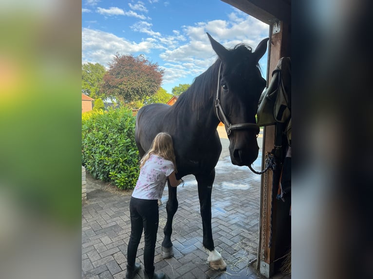 Koń oldenburski Wałach 13 lat 183 cm Ciemnogniada in Bassum