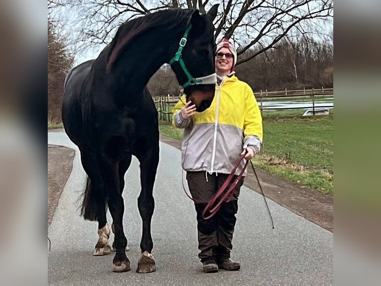 Koń oldenburski Wałach 13 lat 183 cm Ciemnogniada in Bassum