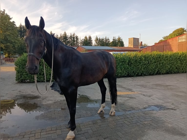 Koń oldenburski Wałach 13 lat 183 cm Ciemnogniada in Bassum