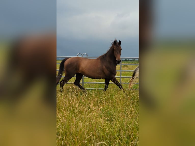 Koń oldenburski Wałach 14 lat 163 cm Ciemnogniada in Usedom