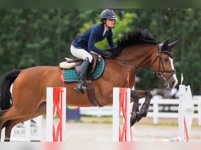 Koń oldenburski Wałach 14 lat 165 cm Gniada in Radom