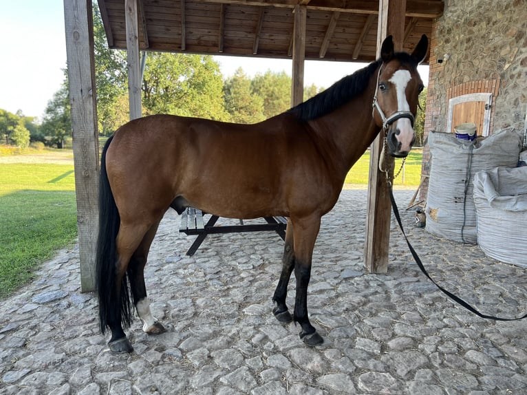 Koń oldenburski Wałach 14 lat 165 cm Gniada in Radom