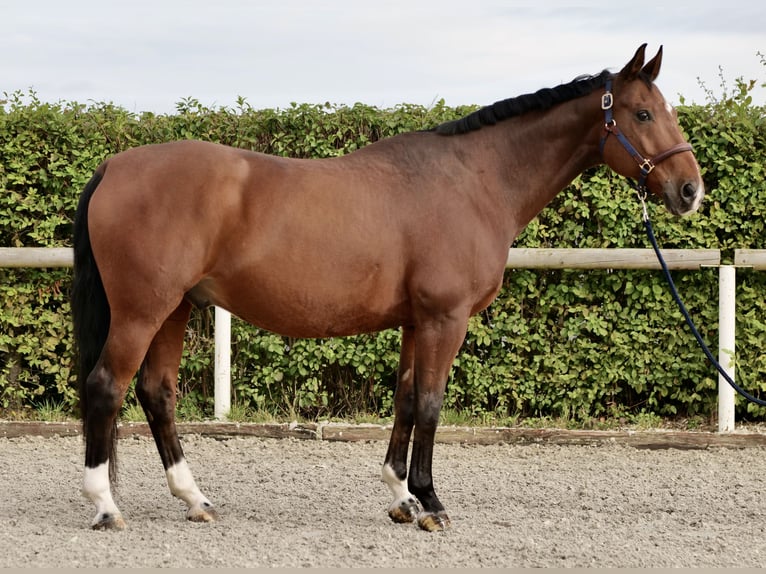 Koń oldenburski Wałach 14 lat 166 cm Gniada in Neustadt (Wied)