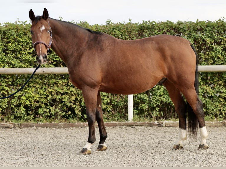 Koń oldenburski Wałach 14 lat 166 cm Gniada in Neustadt (Wied)