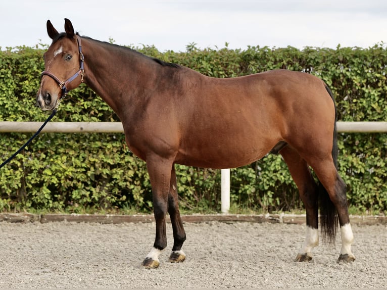 Koń oldenburski Wałach 14 lat 166 cm Gniada in Neustadt (Wied)