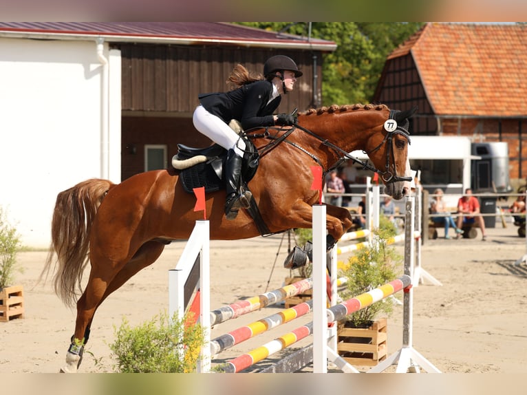 Koń oldenburski Wałach 14 lat 168 cm Kasztanowata in Stemwede