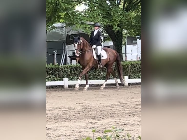 Koń oldenburski Wałach 14 lat 170 cm Ciemnokasztanowata in GundelfingenGundelfingen