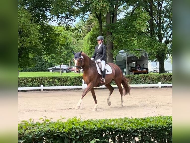 Koń oldenburski Wałach 14 lat 170 cm Ciemnokasztanowata in GundelfingenGundelfingen