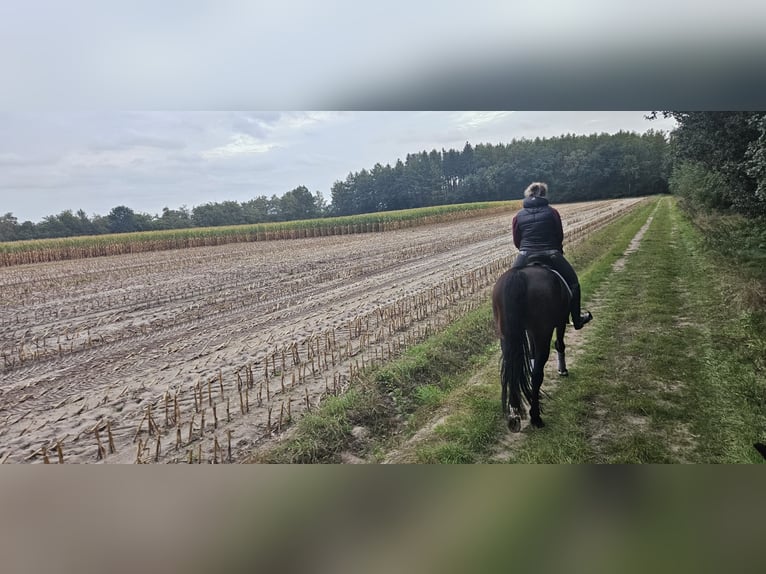 Koń oldenburski Wałach 14 lat 170 cm in Dohren