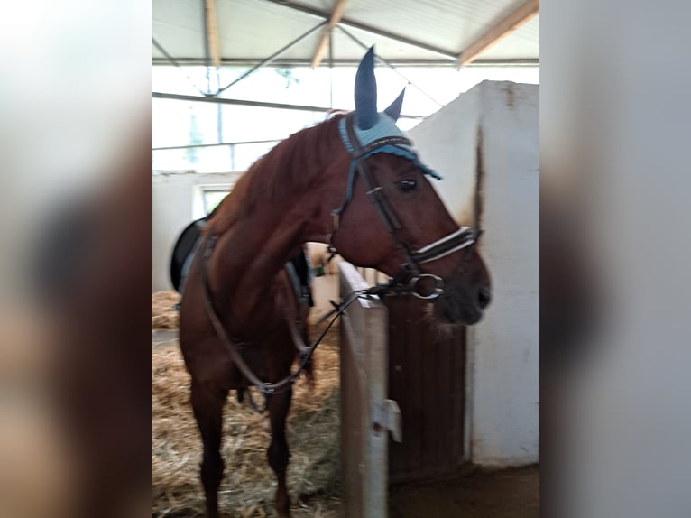 Koń oldenburski Wałach 14 lat 172 cm Kasztanowata in Riedenthal