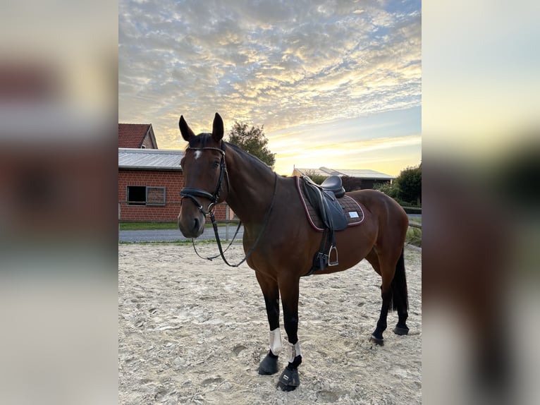 Koń oldenburski Wałach 14 lat 173 cm Gniada in Jork