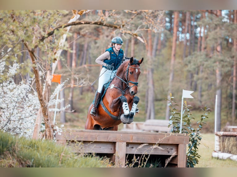 Koń oldenburski Wałach 14 lat 173 cm Gniada in Jork