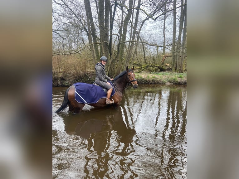 Koń oldenburski Wałach 14 lat 173 cm Gniada in Jork