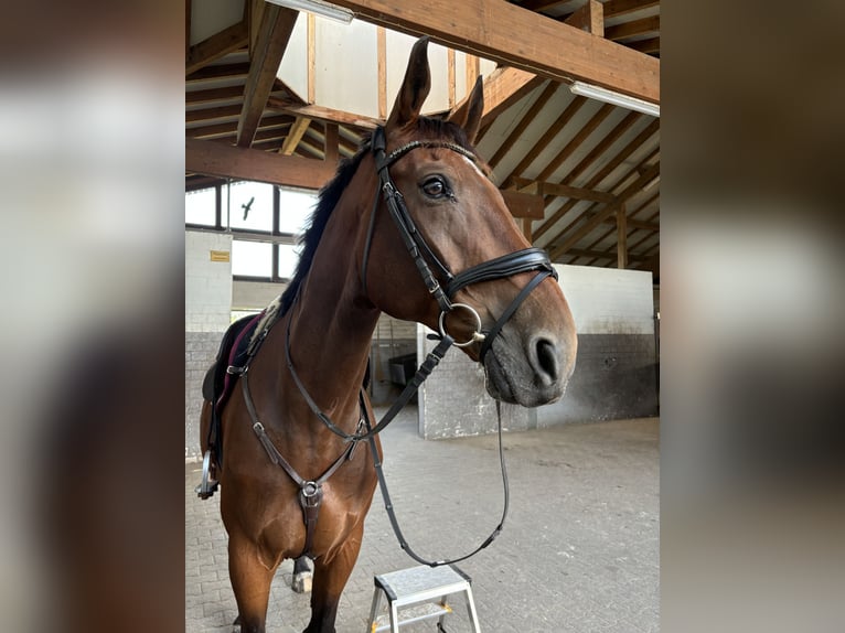 Koń oldenburski Wałach 14 lat 173 cm Gniada in Jork