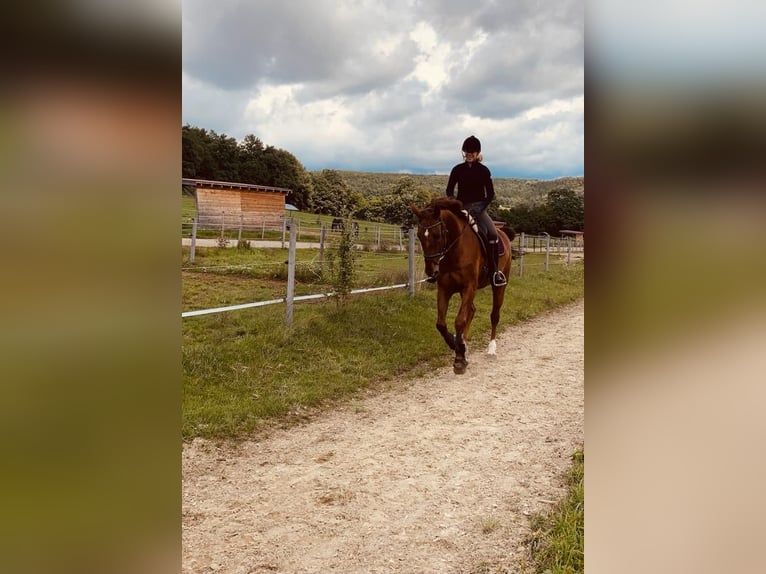 Koń oldenburski Wałach 14 lat 173 cm Kasztanowata in Thomasberg