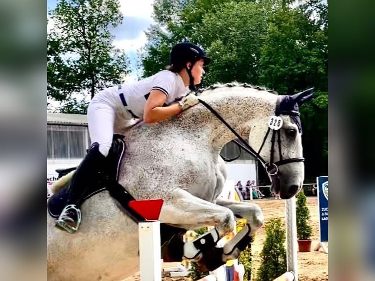 Koń oldenburski Wałach 14 lat 175 cm Siwa w hreczce in Steinhagen