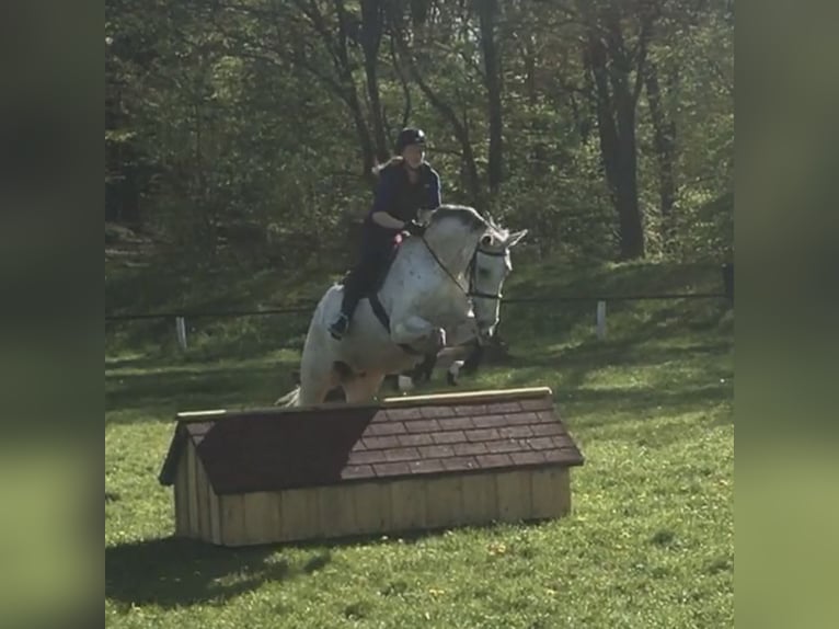 Koń oldenburski Wałach 14 lat 175 cm Siwa w hreczce in Steinhagen