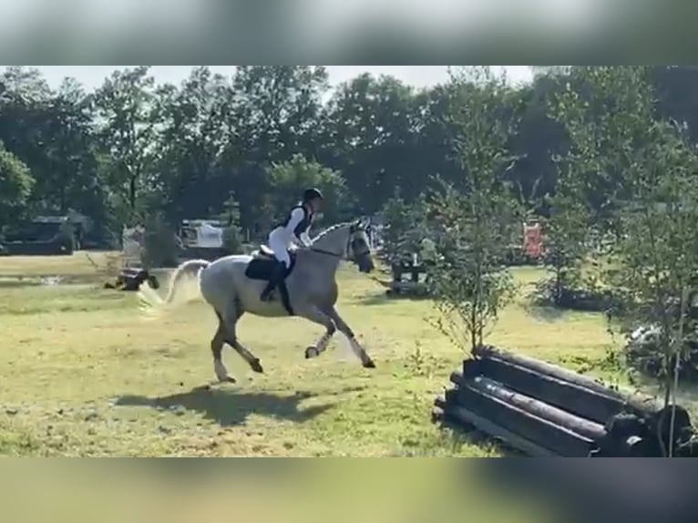 Koń oldenburski Wałach 14 lat 175 cm Siwa w hreczce in Steinhagen