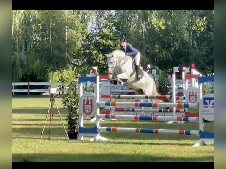 Koń oldenburski Wałach 14 lat 175 cm Siwa w hreczce in Steinhagen