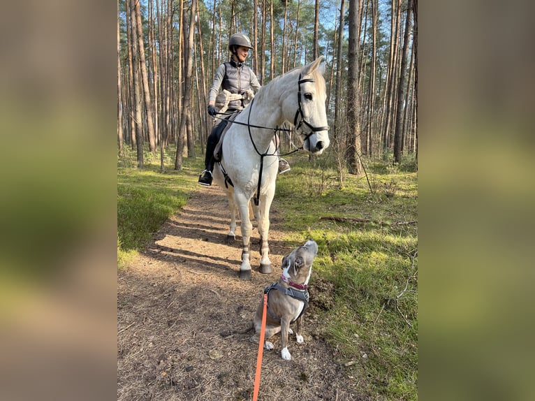 Koń oldenburski Wałach 14 lat 176 cm Siwa in Rullstorf