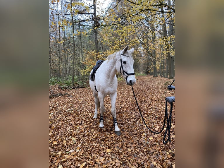 Koń oldenburski Wałach 14 lat 176 cm Siwa in Rullstorf