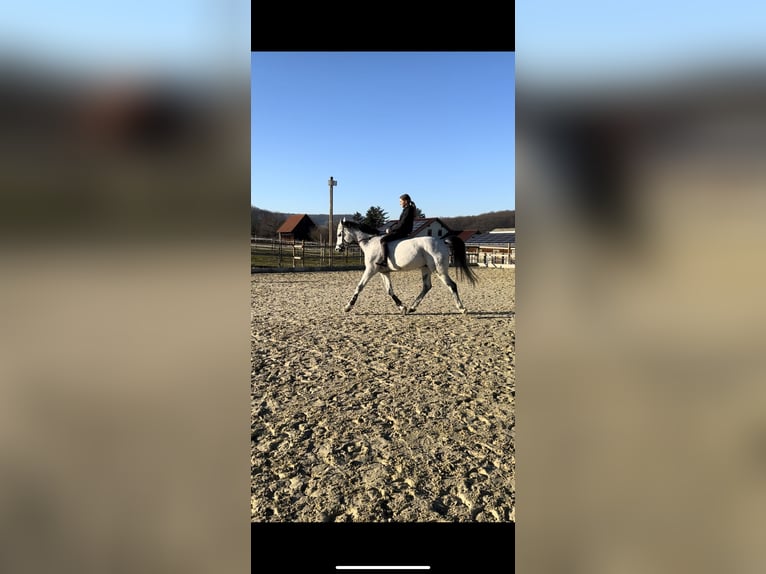 Koń oldenburski Wałach 14 lat 180 cm Siwa in Lauffen am Neckar