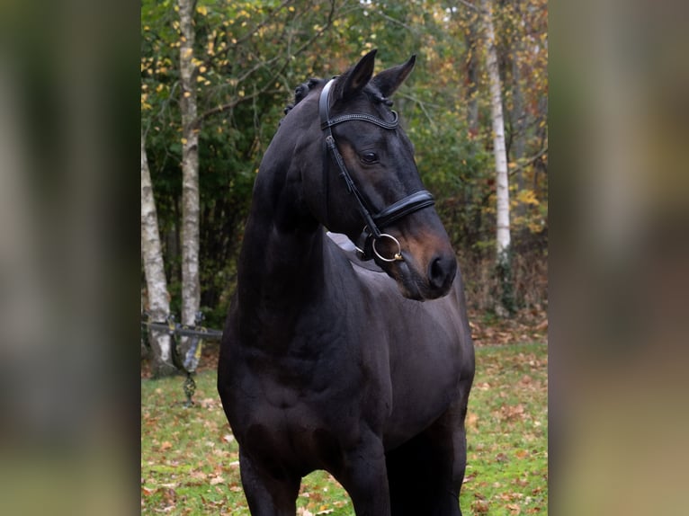 Koń oldenburski Wałach 15 lat 167 cm Gniada in Molfsee