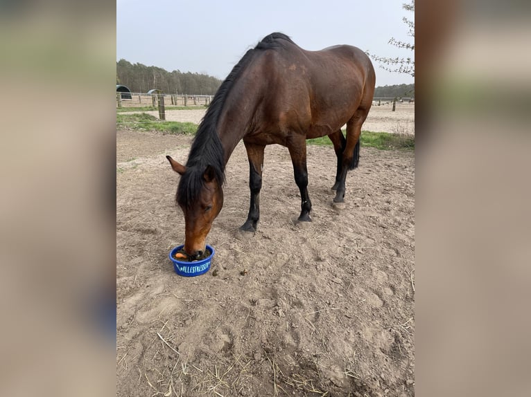 Koń oldenburski Mix Wałach 15 lat 168 cm Gniada in Schönwalde