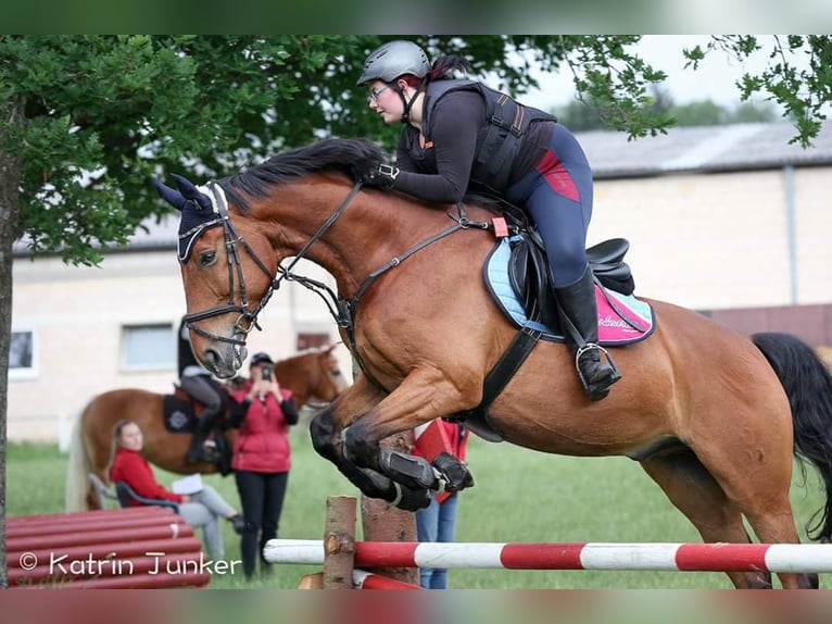 Koń oldenburski Wałach 15 lat 170 cm Gniada in Homberg (Ohm)