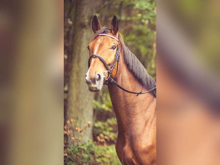 Koń oldenburski Wałach 15 lat 170 cm Gniada in Homberg (Ohm)