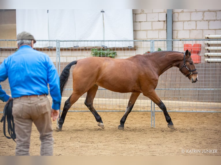 Koń oldenburski Wałach 15 lat 170 cm Gniada in Homberg (Ohm)