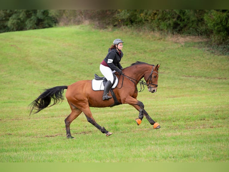 Koń oldenburski Wałach 15 lat 170 cm Gniada in Homberg (Ohm)