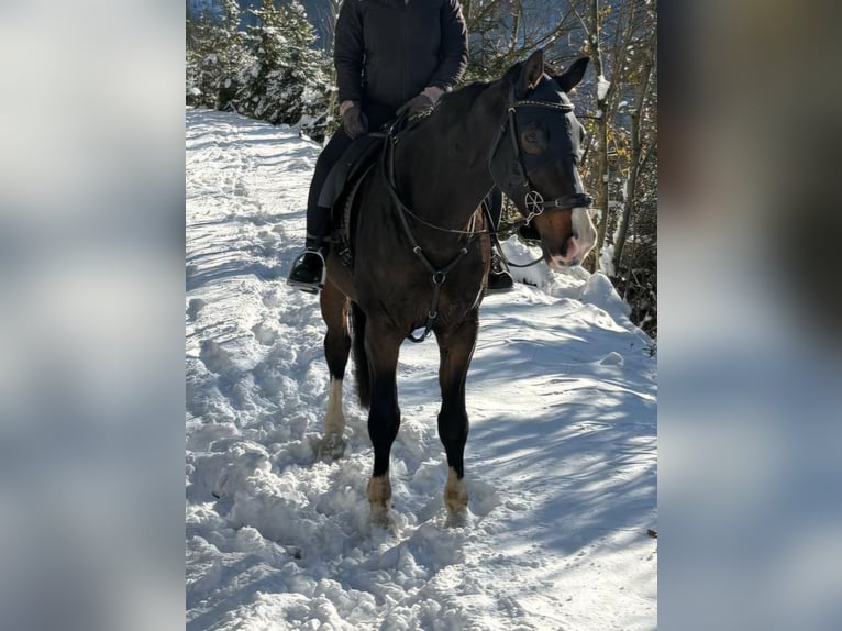 Koń oldenburski Wałach 15 lat 171 cm Ciemnogniada in Frohnleiten