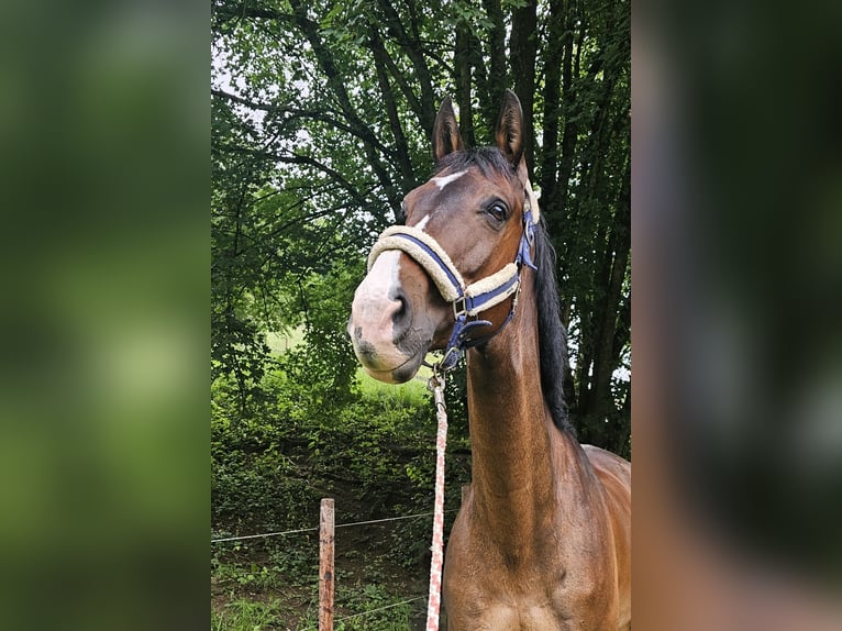 Koń oldenburski Wałach 15 lat 171 cm Ciemnogniada in Frohnleiten