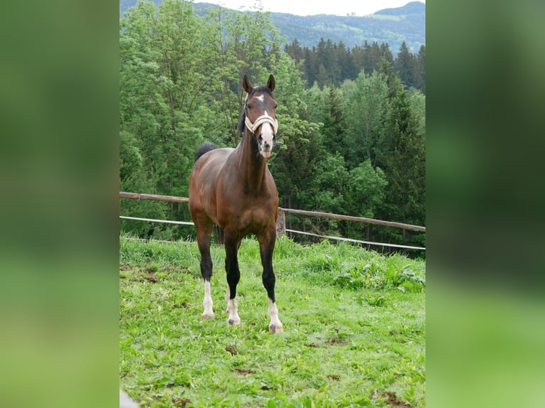 Koń oldenburski Wałach 15 lat 171 cm Ciemnogniada in Frohnleiten