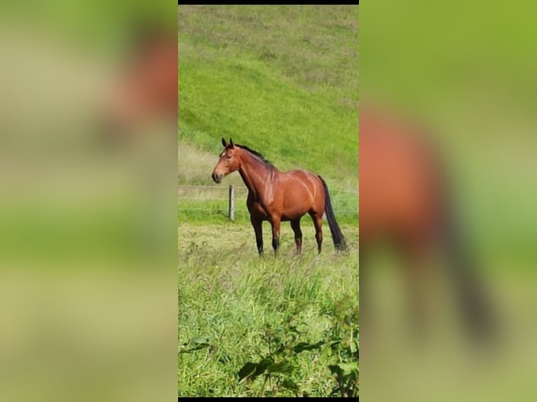 Koń oldenburski Wałach 15 lat 172 cm Jasnogniada in Leverkusen