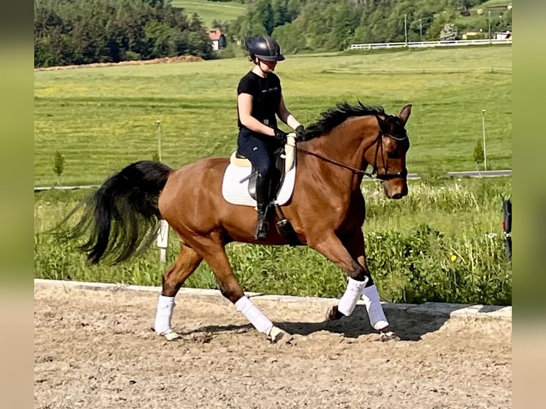 Koń oldenburski Wałach 15 lat 174 cm Gniada in Hitzendorf