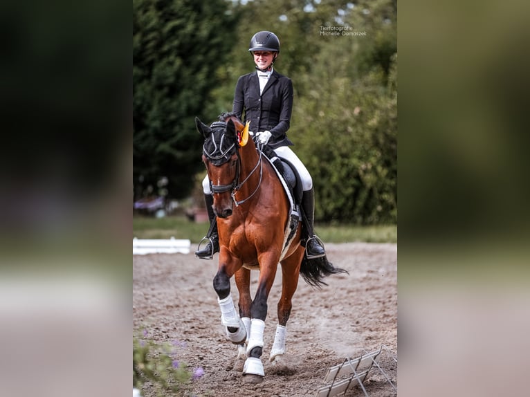 Koń oldenburski Wałach 15 lat 175 cm Gniada in Kempen