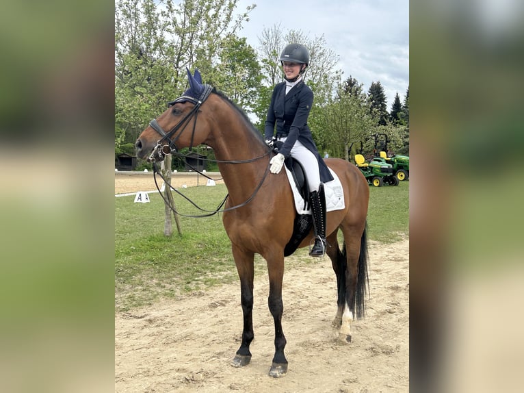 Koń oldenburski Wałach 15 lat 175 cm Gniada in Kempen