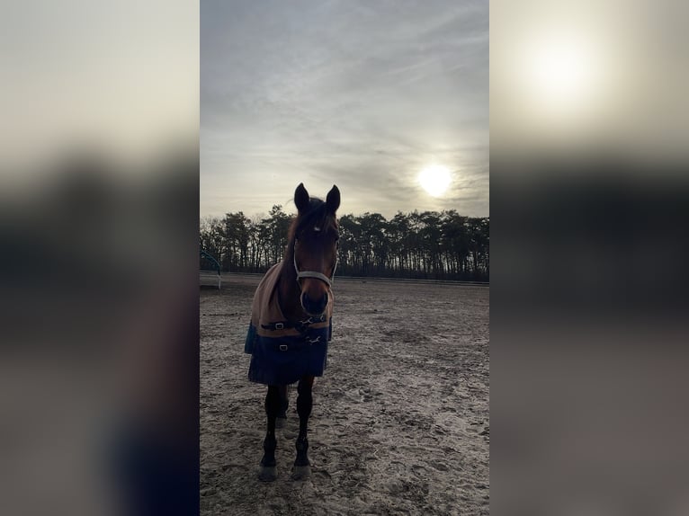 Koń oldenburski Mix Wałach 16 lat 165 cm Gniada in Schönwalde-Glien