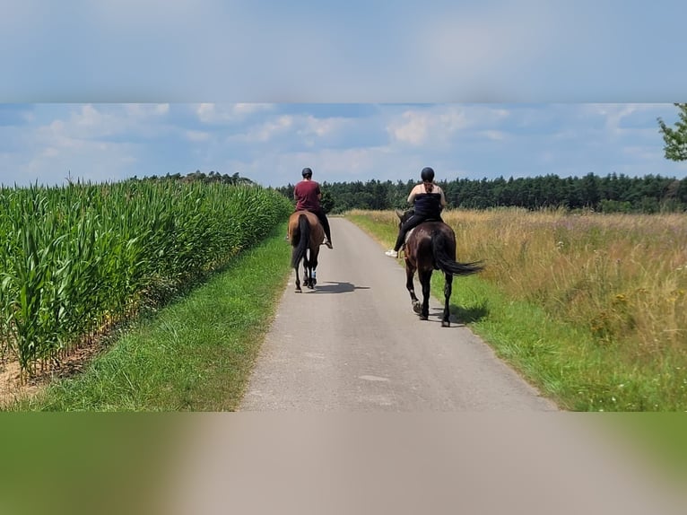 Koń oldenburski Wałach 16 lat 178 cm Gniada in Ornbau