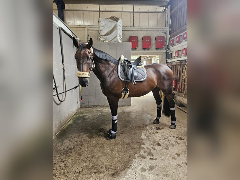 Koń oldenburski Wałach 17 lat 172 cm Jasnogniada in Drentwede