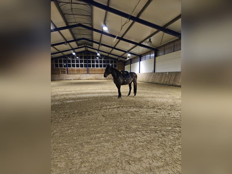 Koń oldenburski Wałach 17 lat 172 cm Jasnogniada in Drentwede