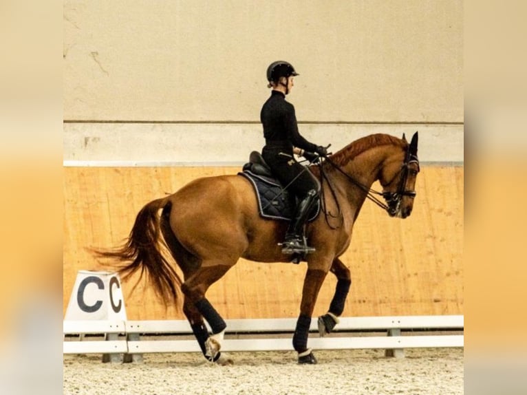 Koń oldenburski Wałach 17 lat 172 cm Kasztanowata in TORRELAGUNA