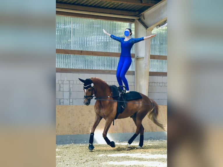 Koń oldenburski Wałach 17 lat 175 cm Kasztanowata in Neuss