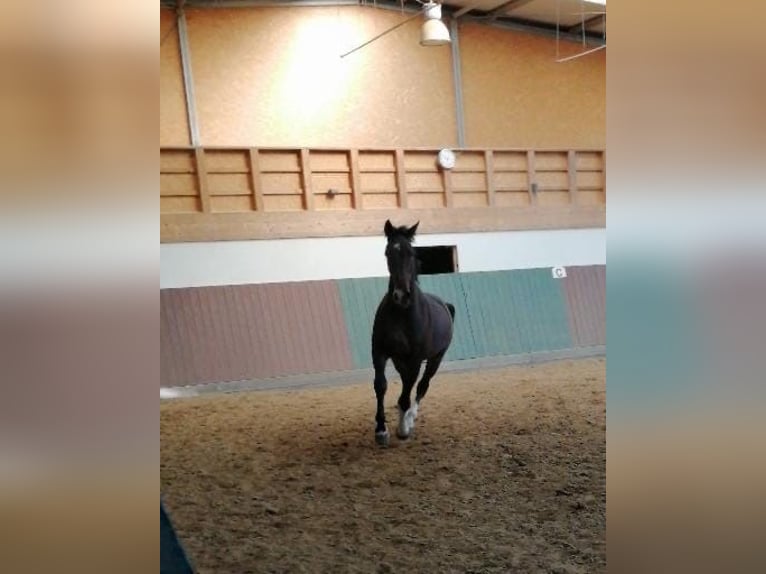 Koń oldenburski Wałach 17 lat 176 cm Ciemnogniada in Kuhlen-Wendorf