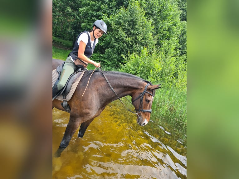 Koń oldenburski Wałach 17 lat 176 cm Ciemnogniada in Kuhlen-Wendorf