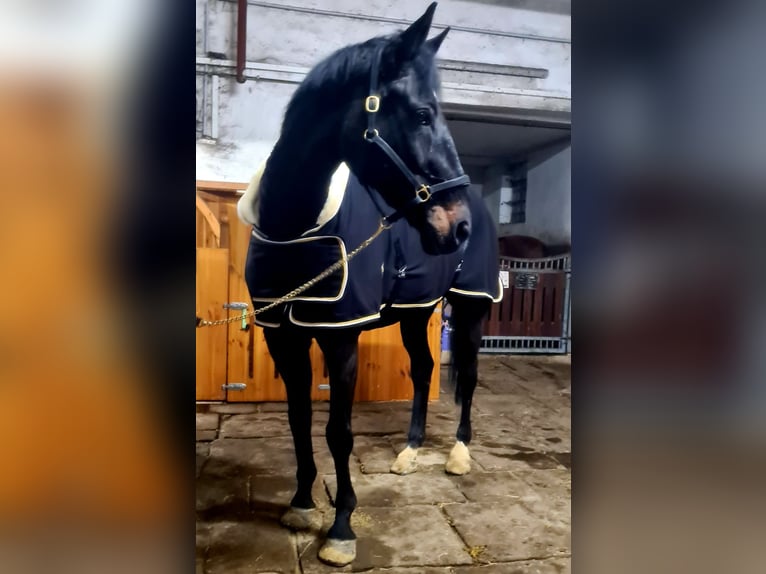 Koń oldenburski Wałach 18 lat 171 cm Skarogniada in Herne