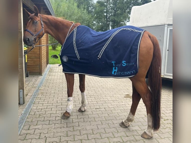 Koń oldenburski Wałach 18 lat 174 cm Kasztanowata in Großheide Berumerfehn