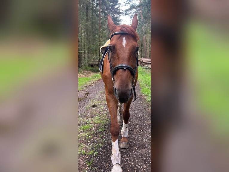 Koń oldenburski Wałach 18 lat 174 cm Kasztanowata in Großheide Berumerfehn